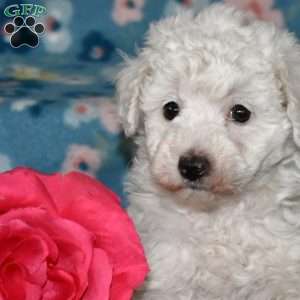 Pearl, Toy Poodle Puppy
