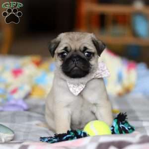 Pearl, Pug Puppy