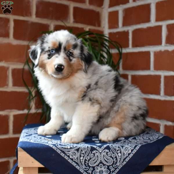 Pebbles, Australian Shepherd Puppy