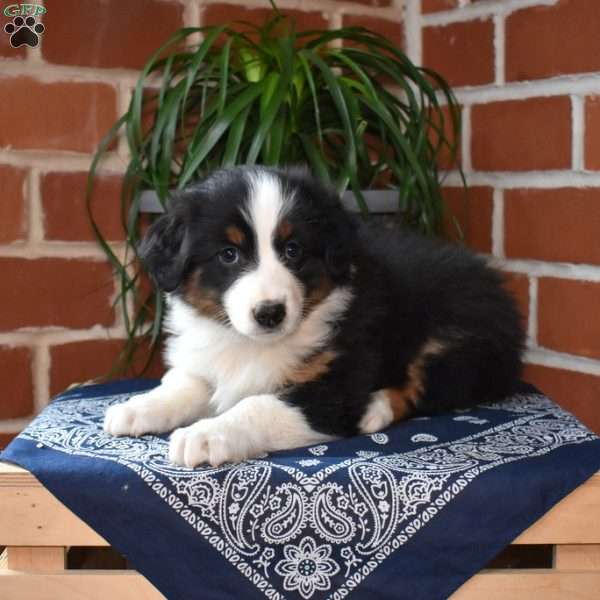 Pecan, Australian Shepherd Puppy