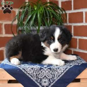 Pecan, Australian Shepherd Puppy