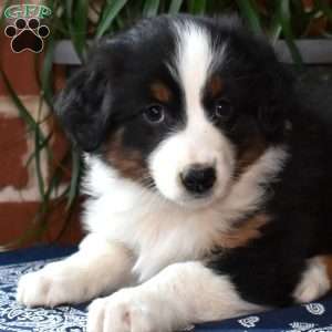 Pecan, Australian Shepherd Puppy