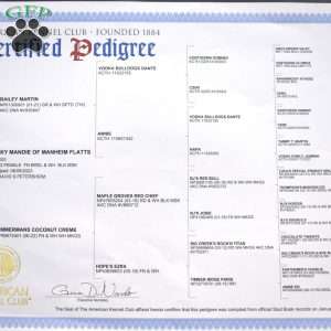 Rex, English Bulldog Puppy