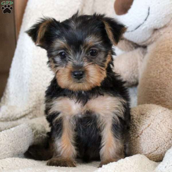 Pedro, Yorkie Puppy