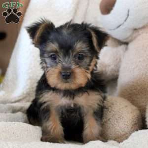 Pedro, Yorkie Puppy