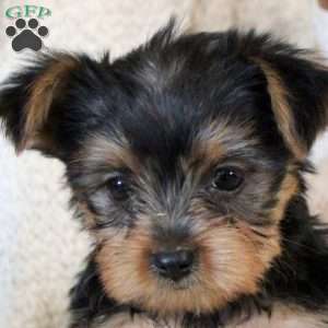 Pedro, Yorkie Puppy