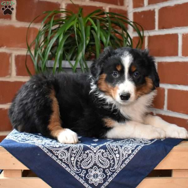 Penelope, Australian Shepherd Puppy