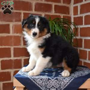 Penelope, Australian Shepherd Puppy