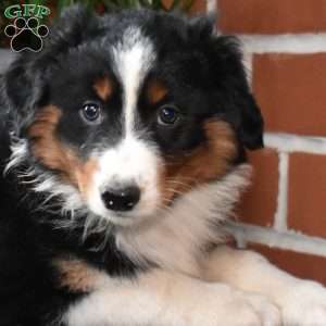 Penelope, Australian Shepherd Puppy