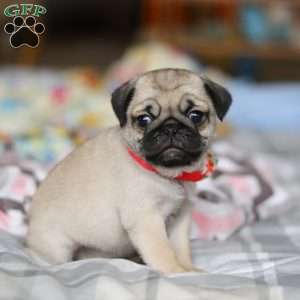 Penny, Pug Puppy