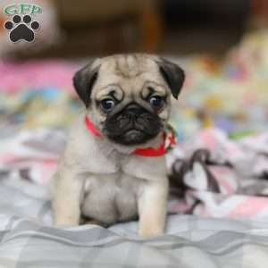 Penny, Pug Puppy