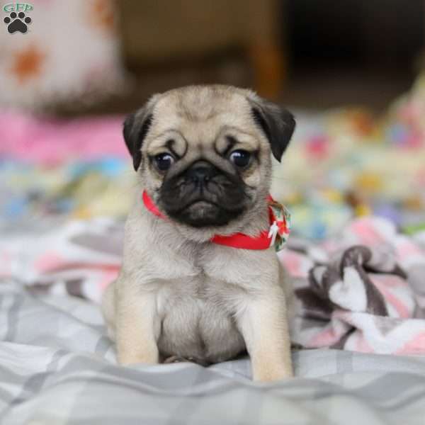 Penny, Pug Puppy
