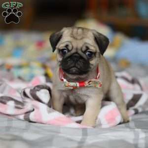 Penny, Pug Puppy