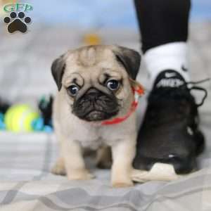 Penny, Pug Puppy