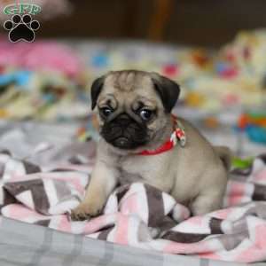 Penny, Pug Puppy