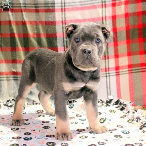 Penny, Cane Corso Puppy