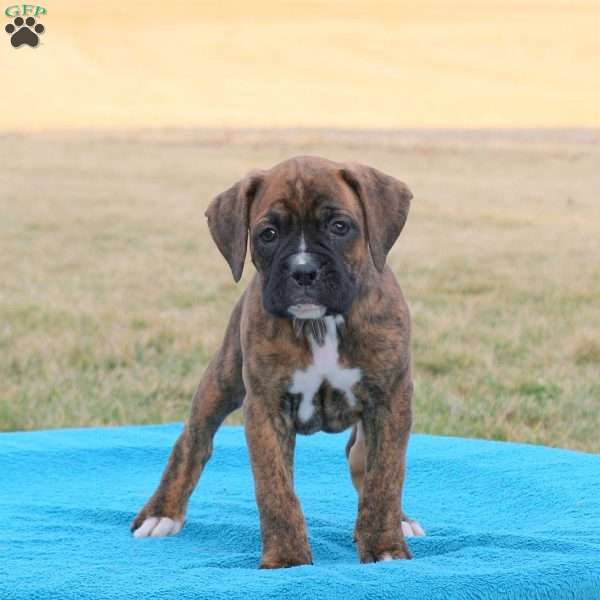 Penny, Boxer Puppy
