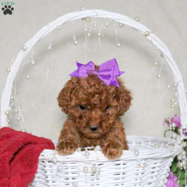 Penny, Toy Poodle Puppy