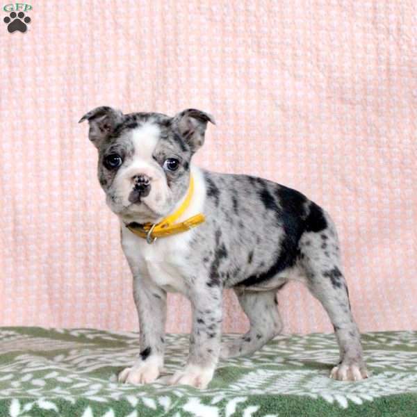 Penny, Boston Terrier Puppy