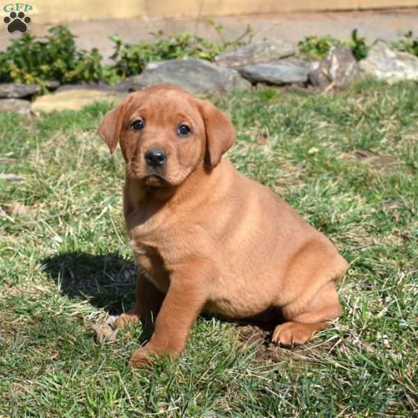 Penny, Fox Red Labrador Retriever Puppy