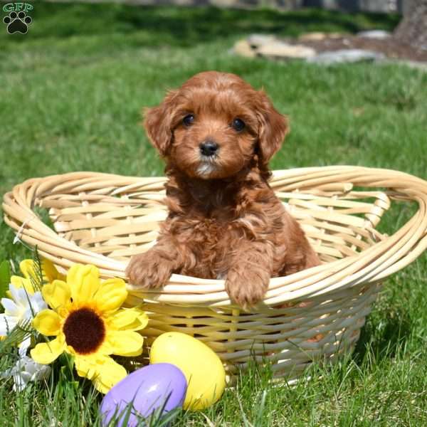 Penny, Cavapoo Puppy