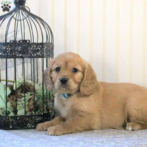 Penny, Miniature Golden Retriever Puppy