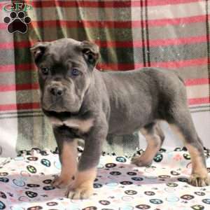 Penny, Cane Corso Puppy
