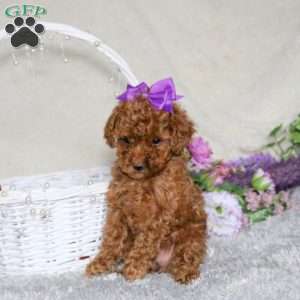 Penny, Toy Poodle Puppy