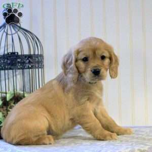 Penny, Miniature Golden Retriever Puppy