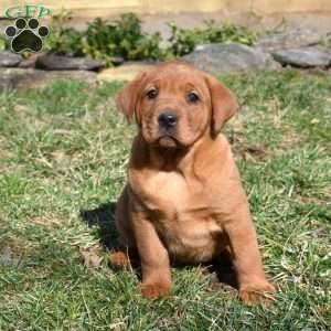 Penny, Fox Red Labrador Retriever Puppy
