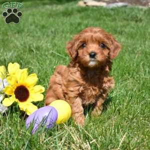 Penny, Cavapoo Puppy