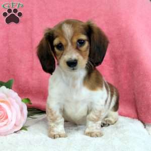 Penny, Dachshund Puppy