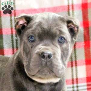 Penny, Cane Corso Puppy