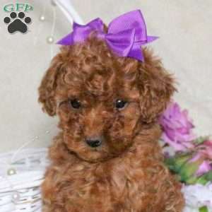 Penny, Toy Poodle Puppy