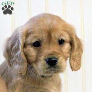 Penny, Miniature Golden Retriever Puppy