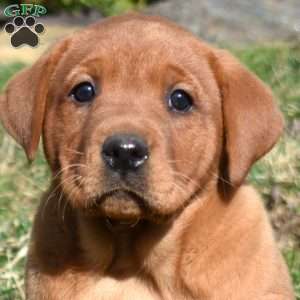Penny, Fox Red Labrador Retriever Puppy