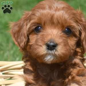 Penny, Cavapoo Puppy