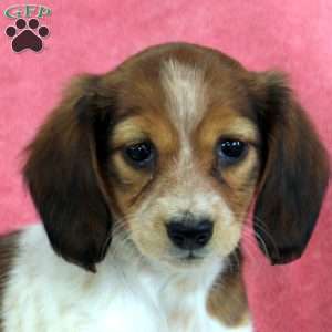 Penny, Dachshund Puppy