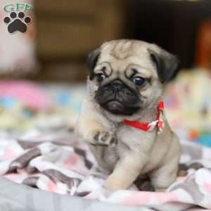 Penny, Pug Puppy