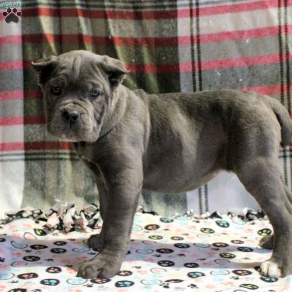 Pepper, Cane Corso Puppy