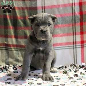 Pepper, Cane Corso Puppy
