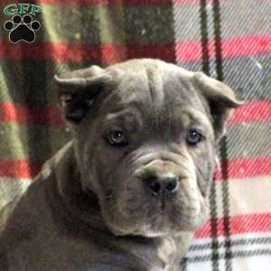 Pepper, Cane Corso Puppy