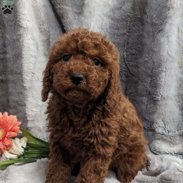 Pepper, Miniature Poodle Puppy