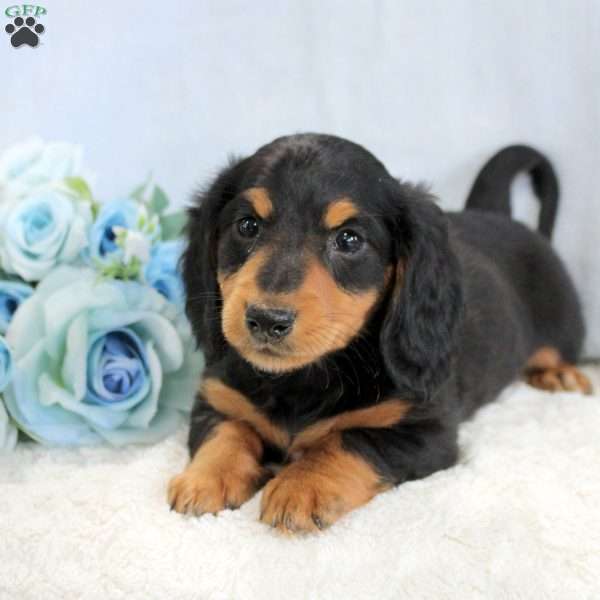 Pepsi, Dachshund Puppy