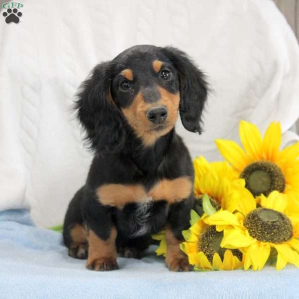 Pepsi, Dachshund Puppy