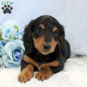 Pepsi, Dachshund Puppy