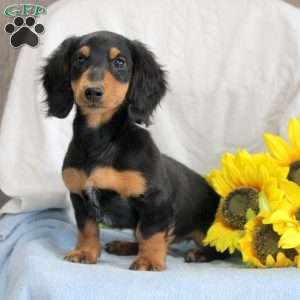 Pepsi, Dachshund Puppy