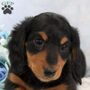 Pepsi, Dachshund Puppy