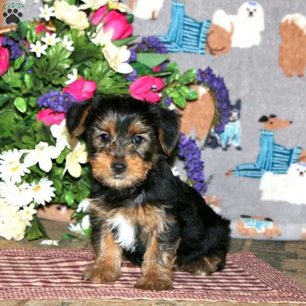 Pepsi, Yorkie Puppy