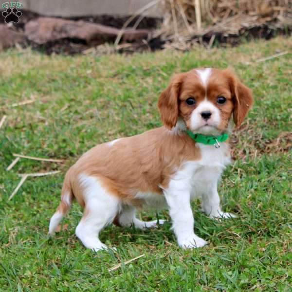 Pepsi, Cavalier King Charles Spaniel Puppy